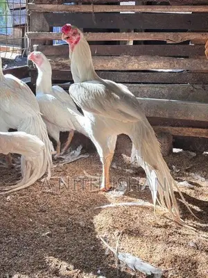 Parrot Nose Rooster
