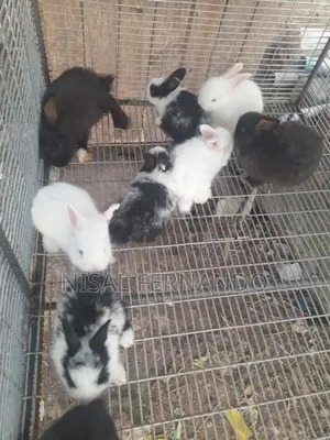Angora Rabbit