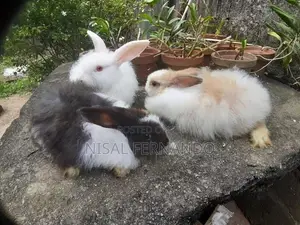 Angora Rabbit