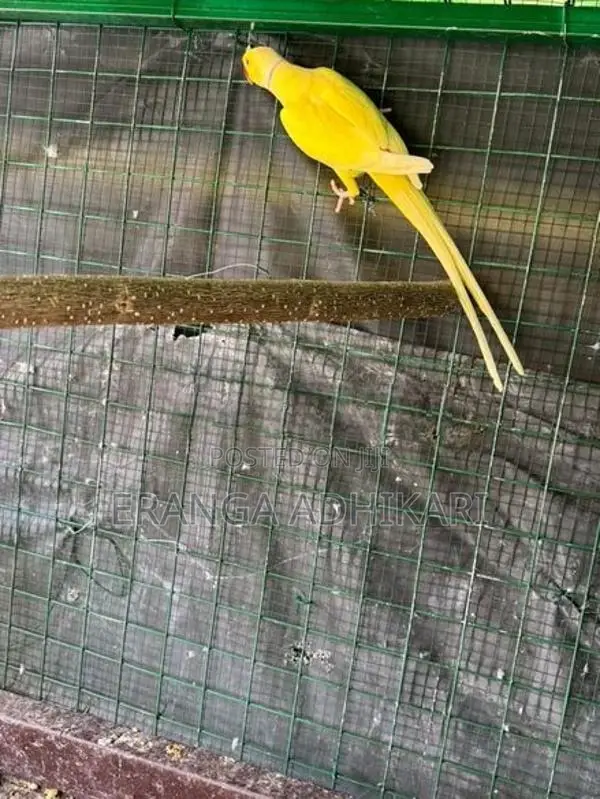 Ring Neck Parrot