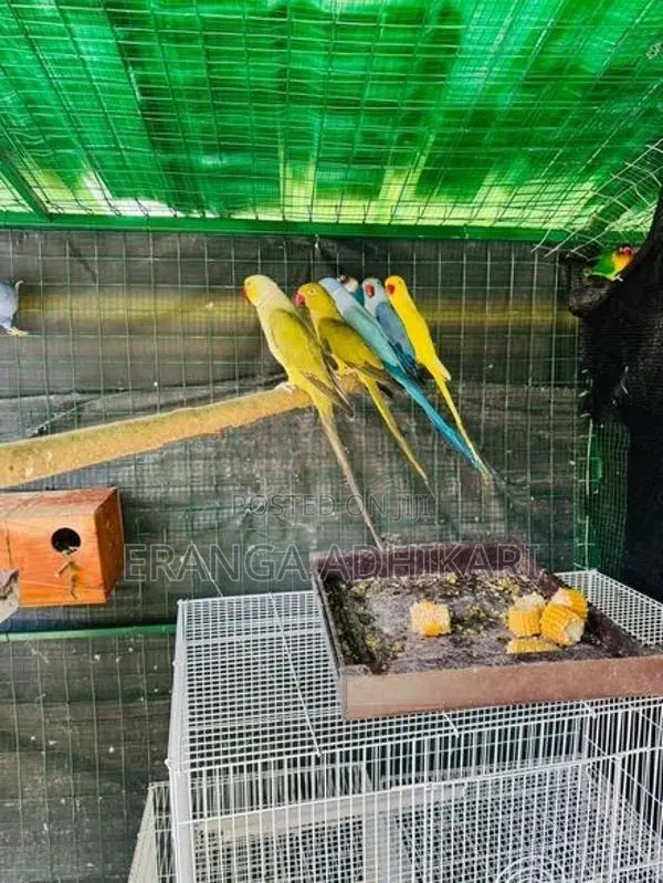 Ring Neck Parrot