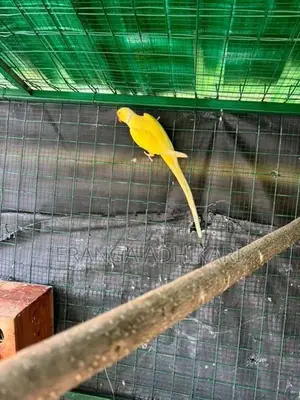 Ring Neck Parrot