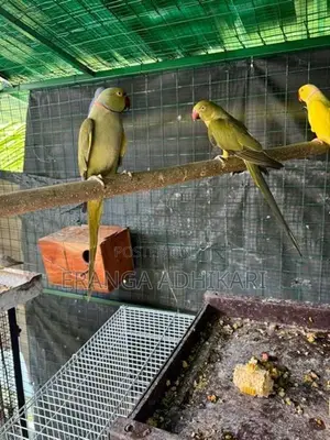 Ring Neck Parrot