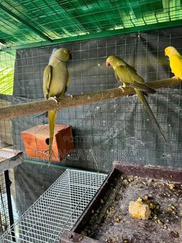 Ring Neck Parrot