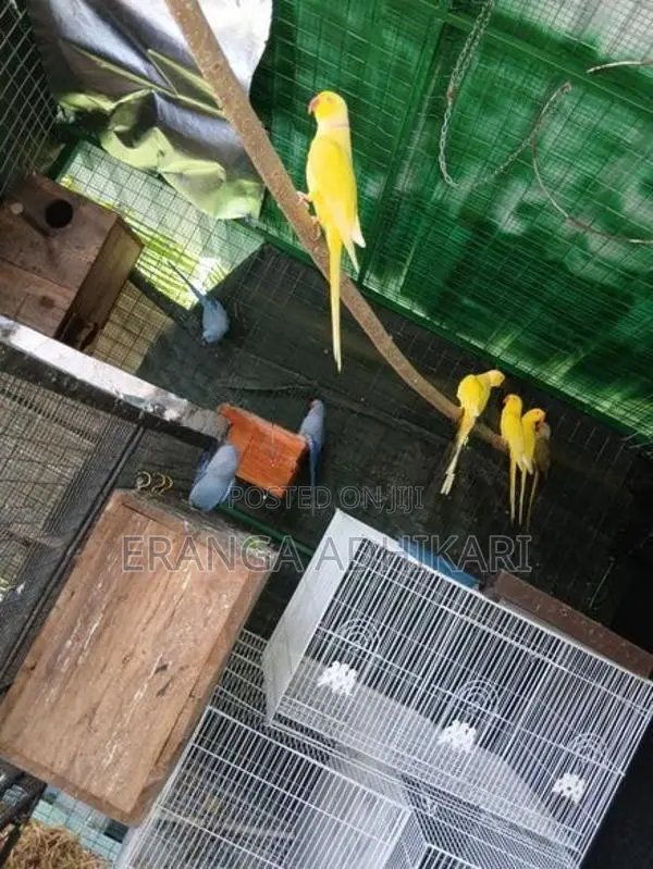 Ring Neck Parrot