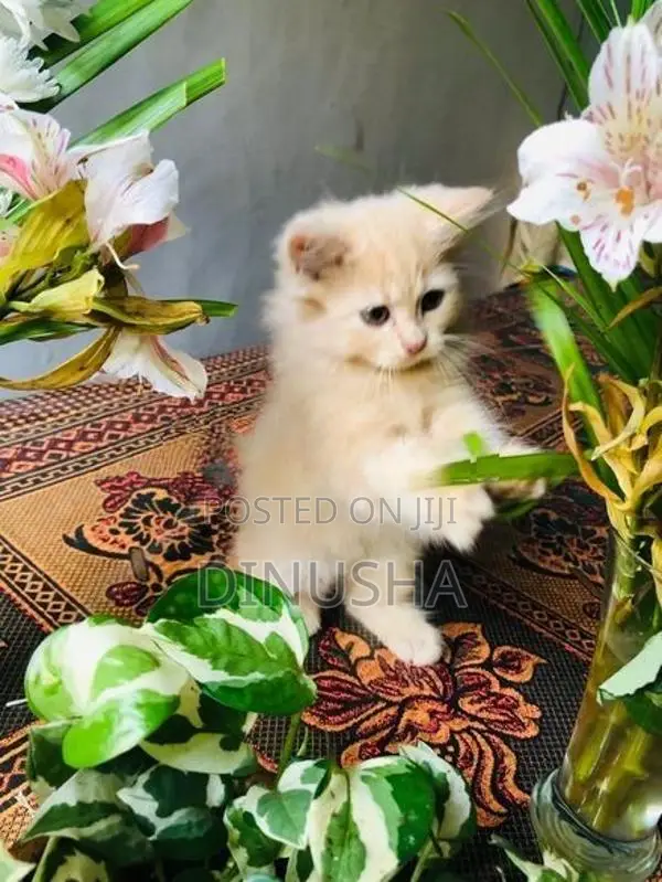Persian Cat