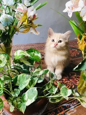 Persian Cat