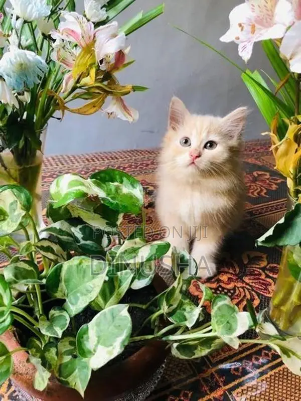 Persian Cat
