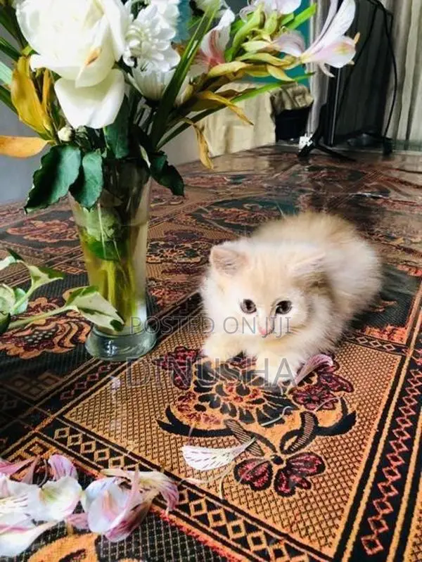 Persian Cat