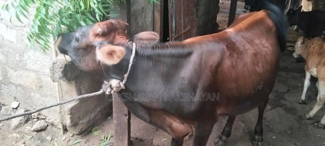 Nampan Madu