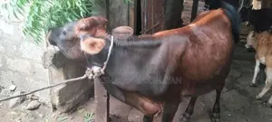 Nampan Madu
