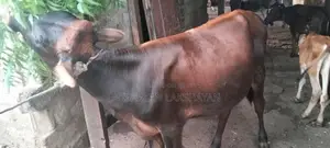 Nampan Madu