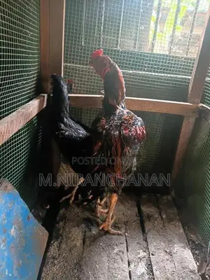 Old Rooster - Poultry