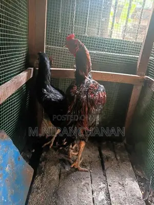 Old Rooster - Poultry