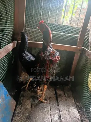 Old Rooster - Poultry