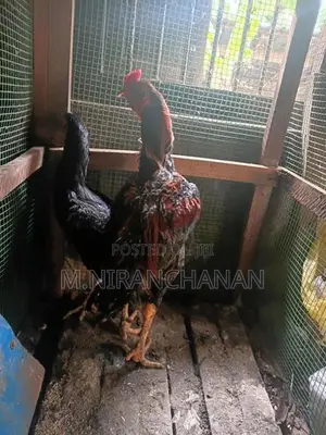 Old Rooster - Poultry