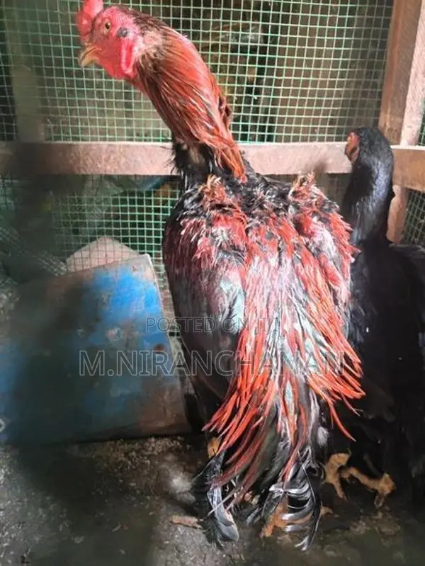 Old Rooster - Poultry