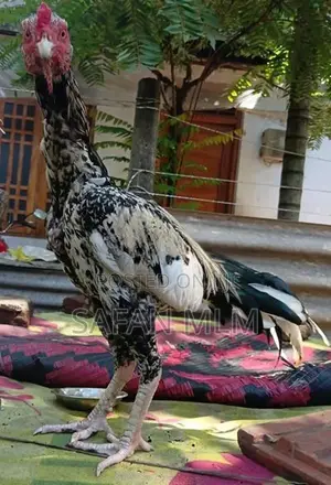 ஜால சேவல்