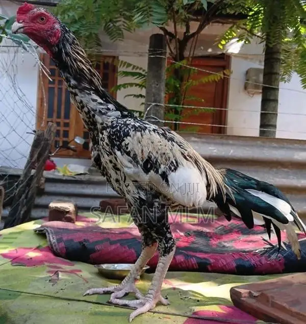 ஜால சேவல்