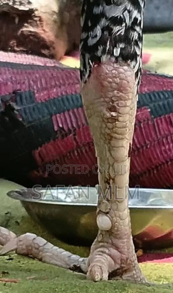 ஜால சேவல்