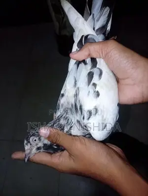 පරවියන්