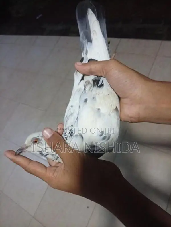 පරවියන්
