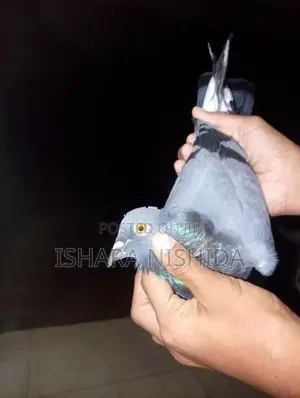 පරවියන්