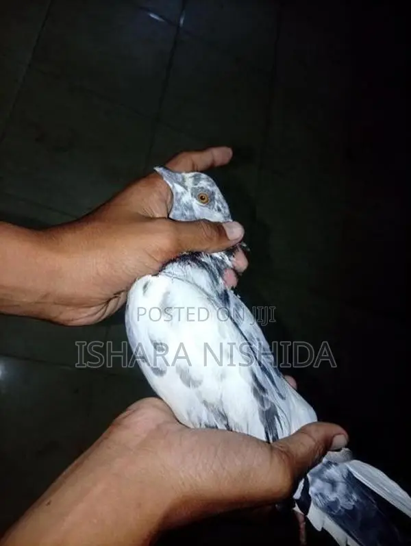 පරවියන්