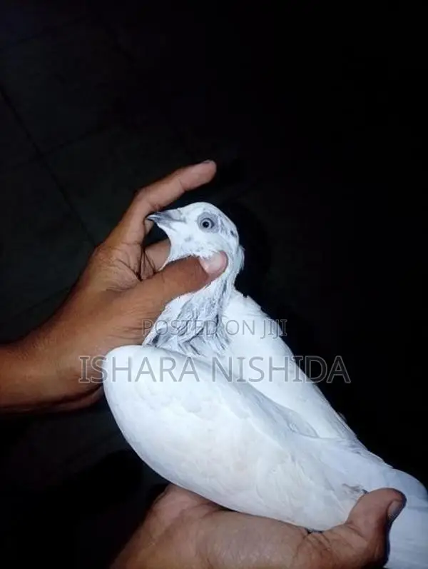 පරවියන්