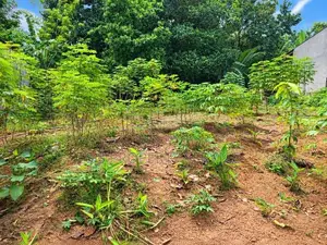 15 Perches Land For Sale In Kandana (Sspl-549)