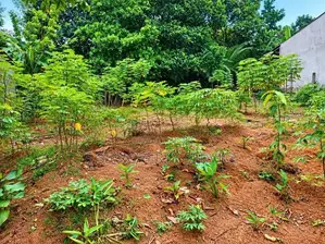 15 Perches Land For Sale In Kandana (Sspl-549)
