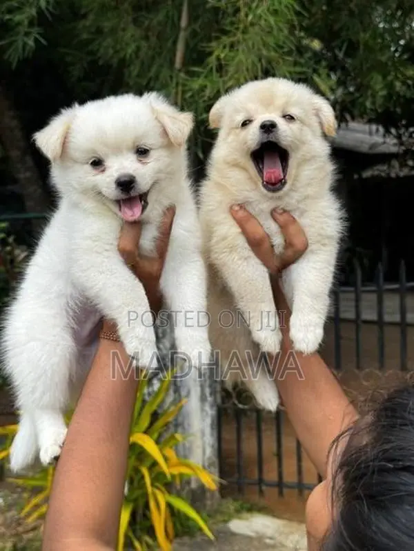 Orginal Lion Pomeranian Puppies