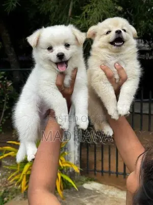 Orginal Lion Pomeranian Puppies
