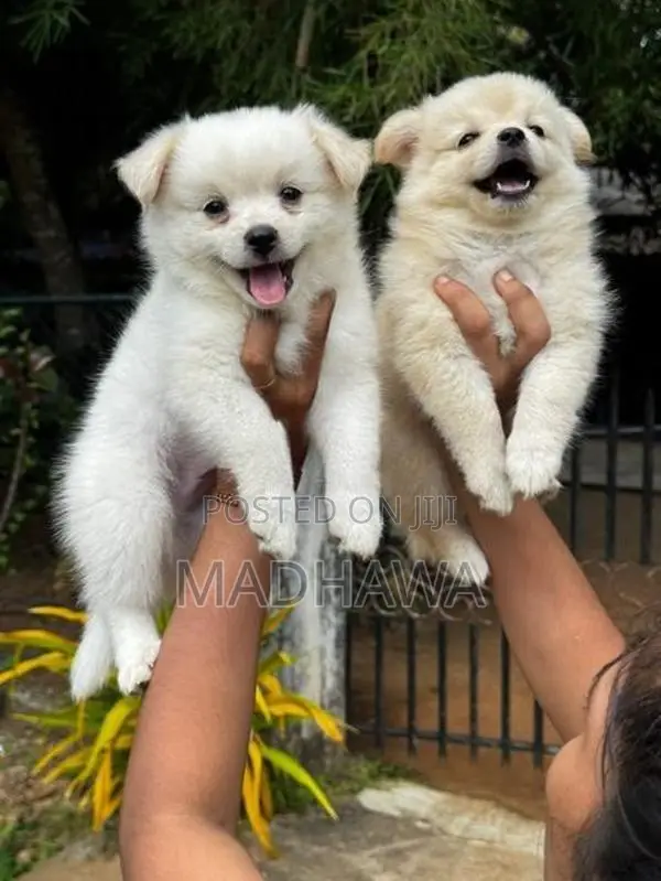 Orginal Lion Pomeranian Puppies