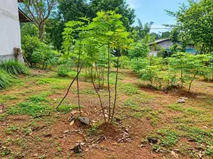 15 Perches Land For Sale In Kandana (Sspl-549)