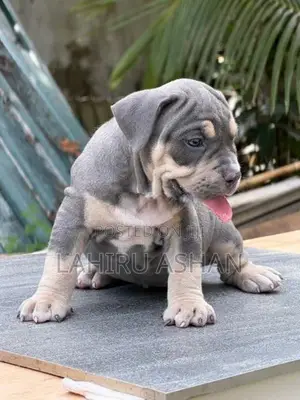 American Bully Puppies
