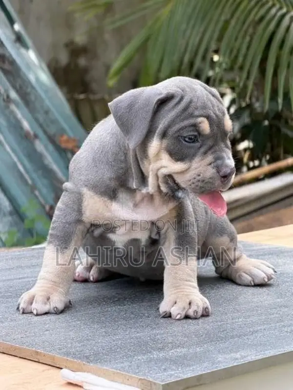 American Bully Puppies
