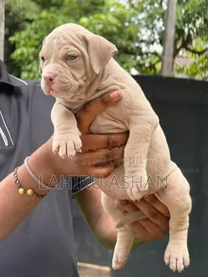 American Bully Puppies