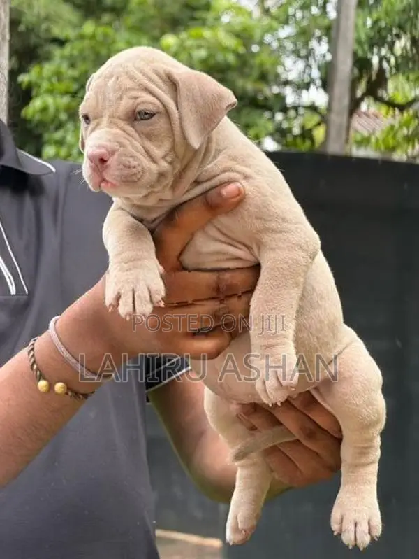 American Bully Puppies