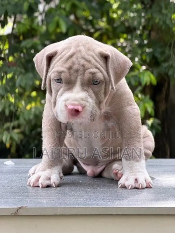American Bully Puppies