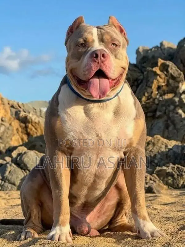 American Bully Puppies