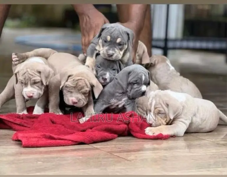American Bully Puppies