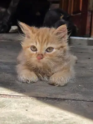 Persian Kitten