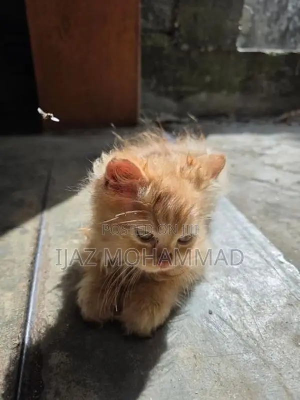 Persian Kitten
