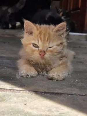Persian Kitten