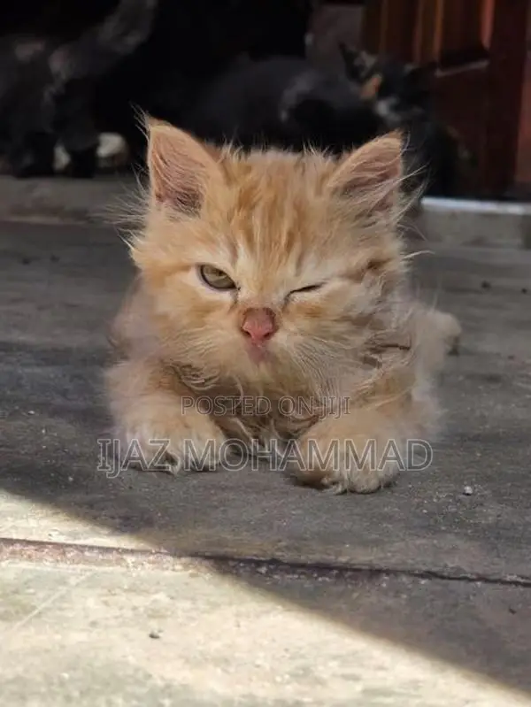 Persian Kitten