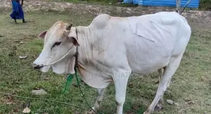 ஒன்றரை வயதுடைய நம்பன் மாடு