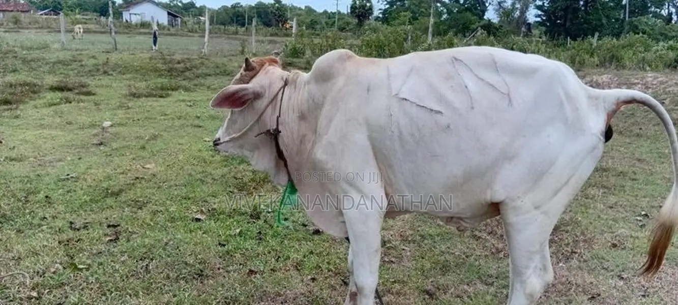 ஒன்றரை வயதுடைய நம்பன் மாடு