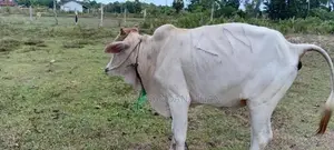 ஒன்றரை வயதுடைய நம்பன் மாடு