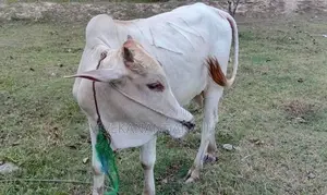 ஒன்றரை வயதுடைய நம்பன் மாடு